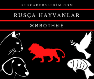 Rusça Hayvanlar